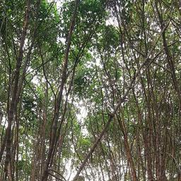 place